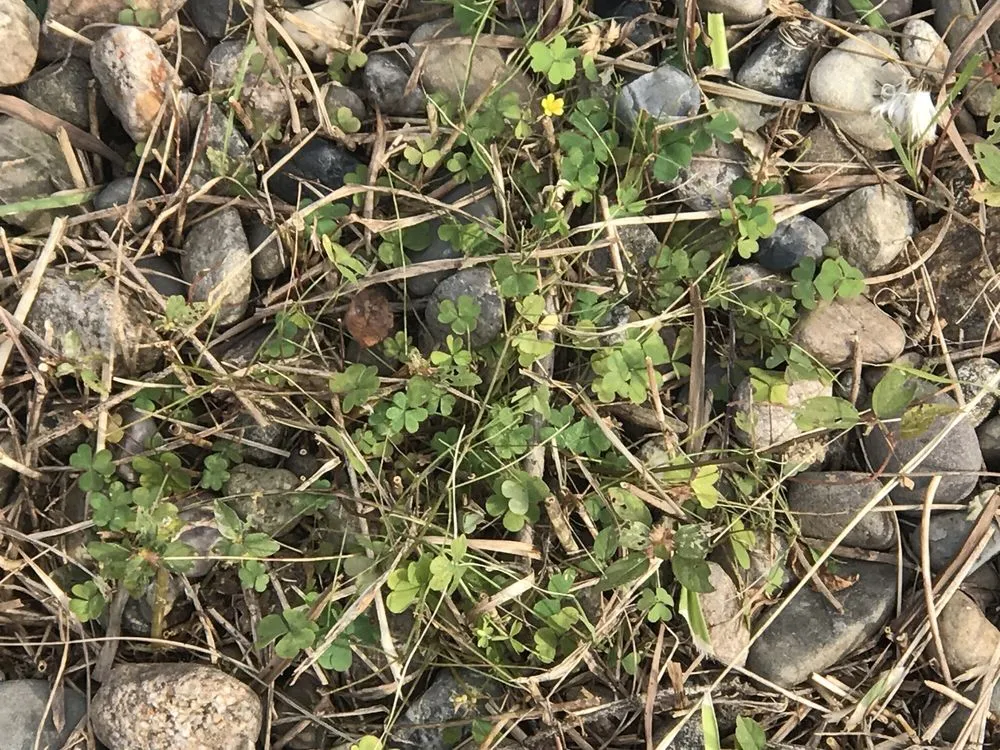 Top-rated lawn care service for outdoor upgrades in Mendham, NJ by Poggi Landscaping