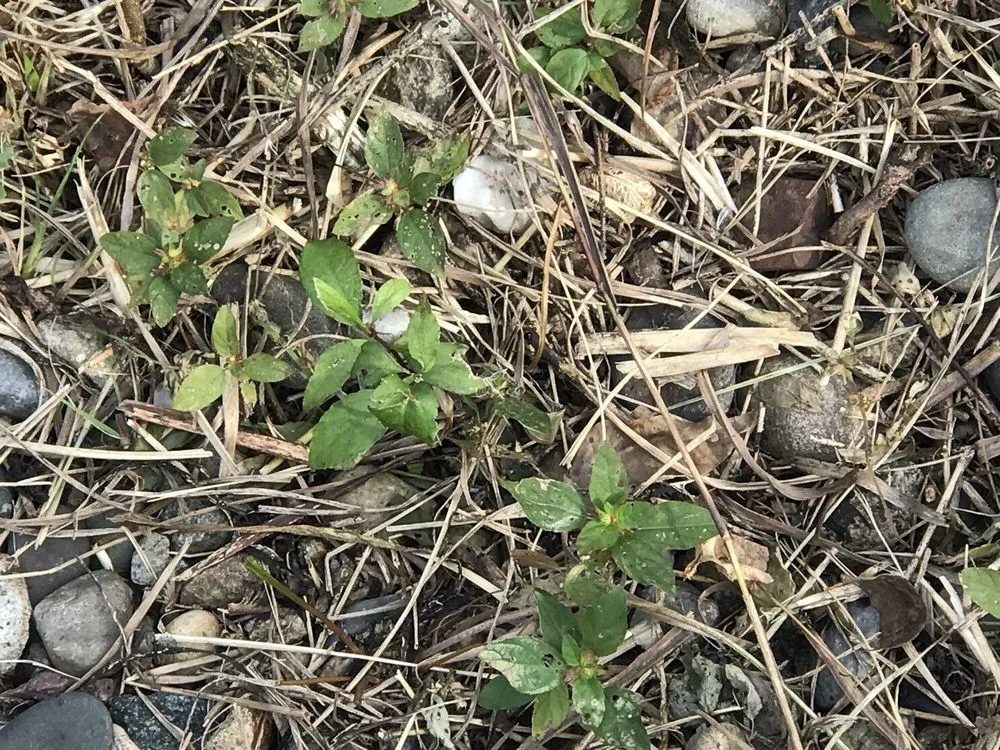 Affordable lawn care service experts serving Mendham, NJ - Poggi Landscaping