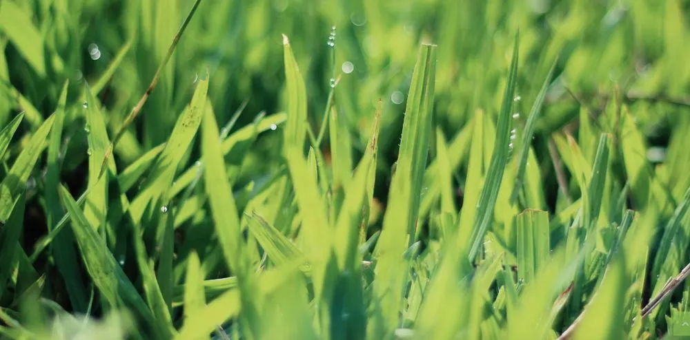 Affordable residential landscaping in West Valley City, UT by Point 2 Point