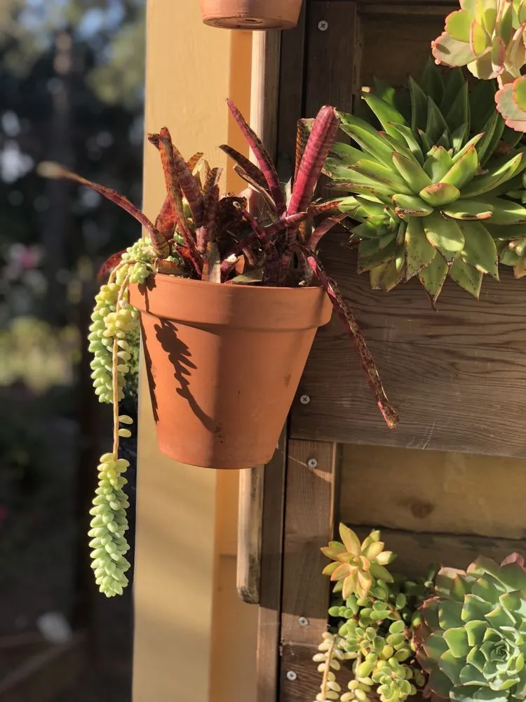 Custom yard maintenance experts serving Oakland, CA - Poirier Garden Designs