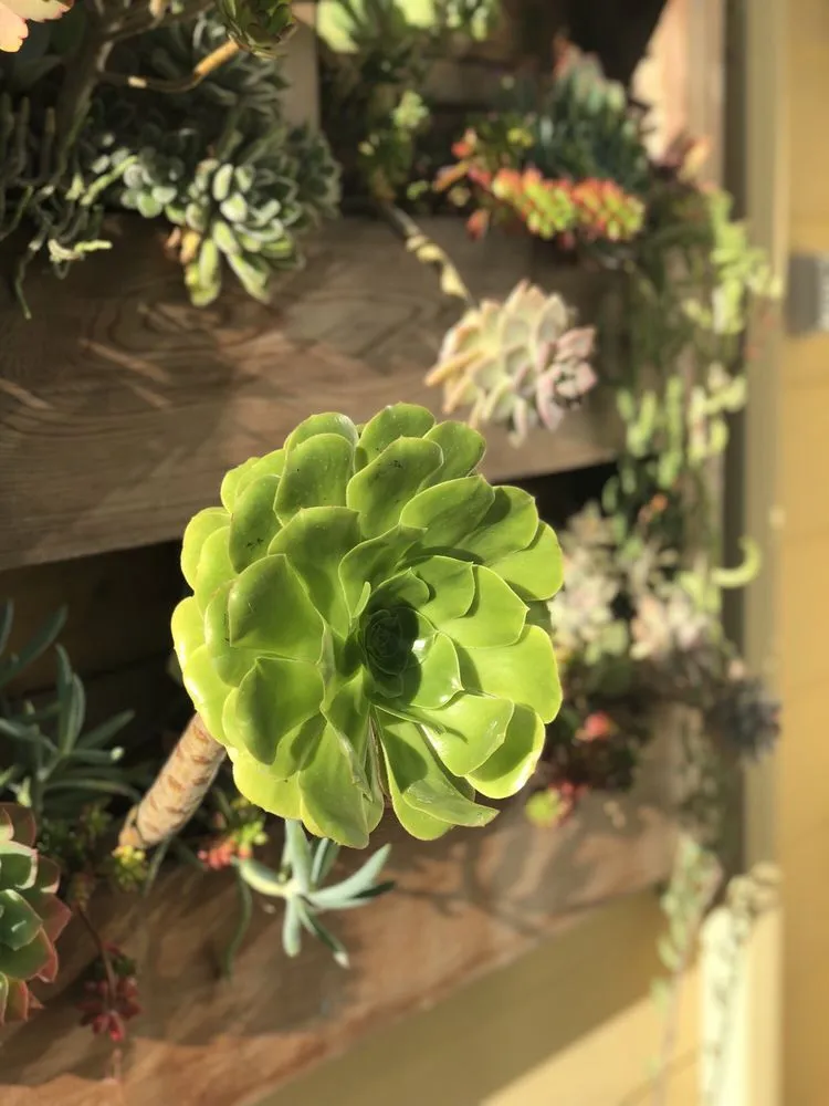 Top-rated yard maintenance experts serving Oakland, CA - Poirier Garden Designs