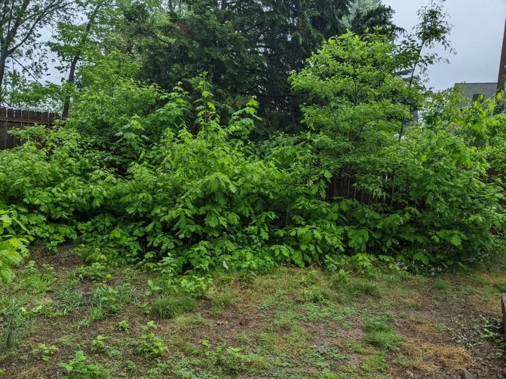 Reliable garden landscaping in Accord, NY - Poison Ivy Doc