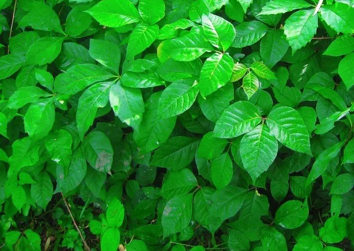 Expert residential landscaping for beautiful yards in High Falls, NY by Poison Ivy Patrol Specialty Landscaping