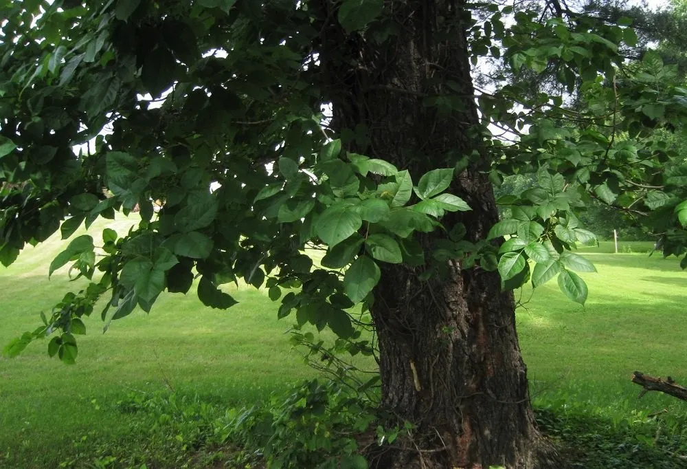 Expert outdoor landscaping in High Falls, NY - Poison Ivy Patrol Specialty Landscaping