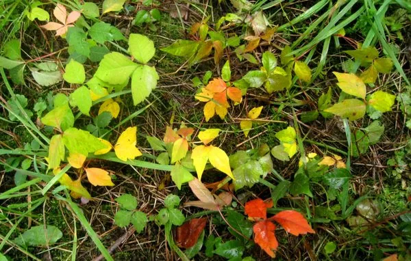 Poison Ivy Patrol Specialty Landscaping