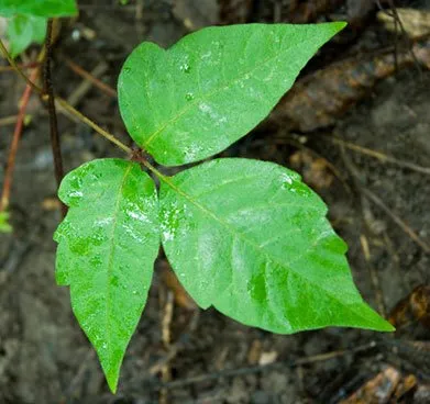 Trusted outdoor landscaping in West Harrison, NY by Poison Ivy Plus