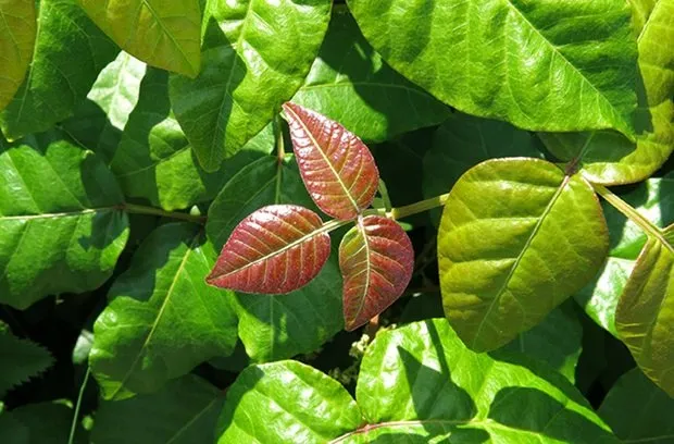 Expert lawn care service in West Harrison, NY by Poison Ivy Plus