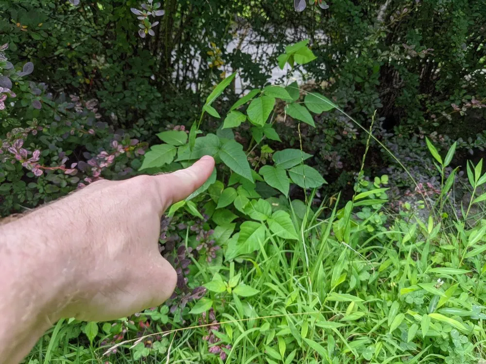 Affordable landscape installation for year-round maintenance in West Harrison, NY by Poison Ivy Plus