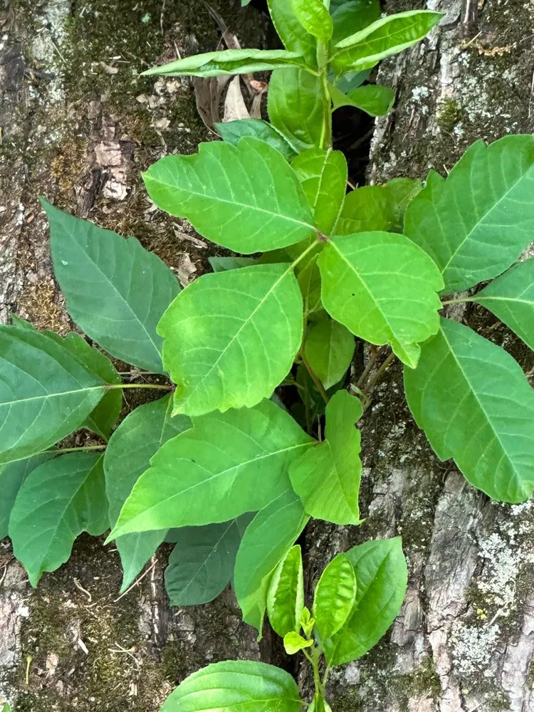 Local yard cleanup service for residential properties across Richmond, IN - Poison Ivy Removal
