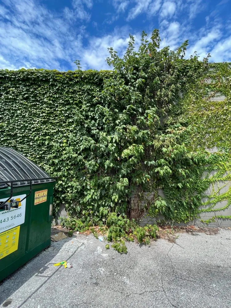 Top-rated lawn care service for year-round maintenance in Richmond, IN by Poison Ivy Removal