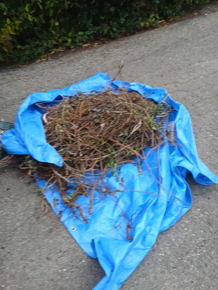 Custom yard maintenance in Oceano, CA - Poison oak removal