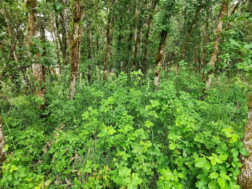 Local outdoor landscaping for beautiful yards in Monroe, OR by Poison Oak Solutions