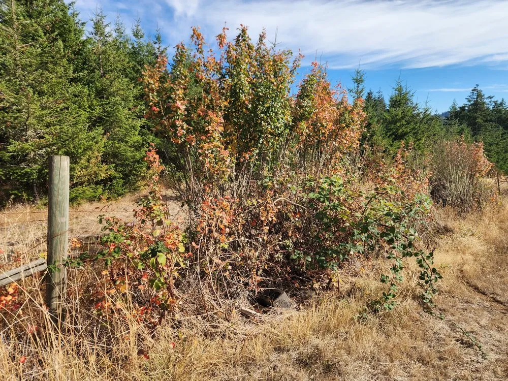 Reliable landscape installation experts serving Monroe, OR - Poison Oak Solutions