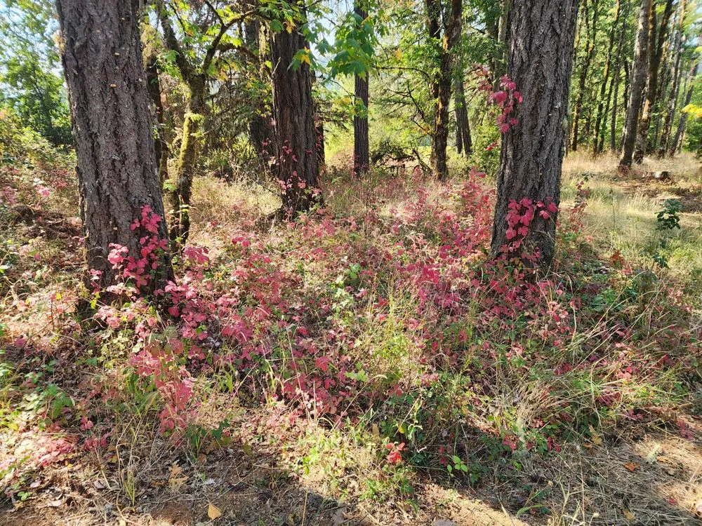 Trusted landscape design experts serving Monroe, OR - Poison Oak Solutions