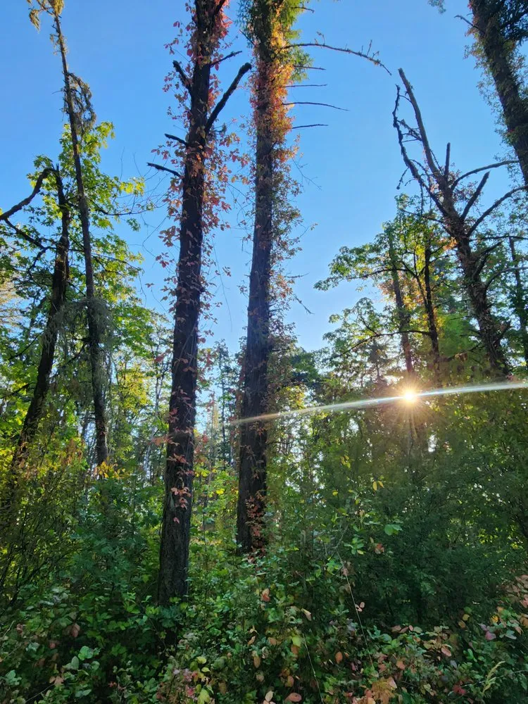 Expert landscape installation near you across Monroe, OR - Poison Oak Solutions