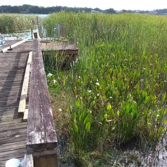 Local yard maintenance in Winter Haven, FL by Polk County Lakefront Clearing