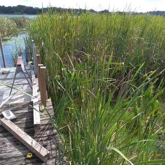 Trusted garden landscaping in Winter Haven, FL - Polk County Lakefront Clearing