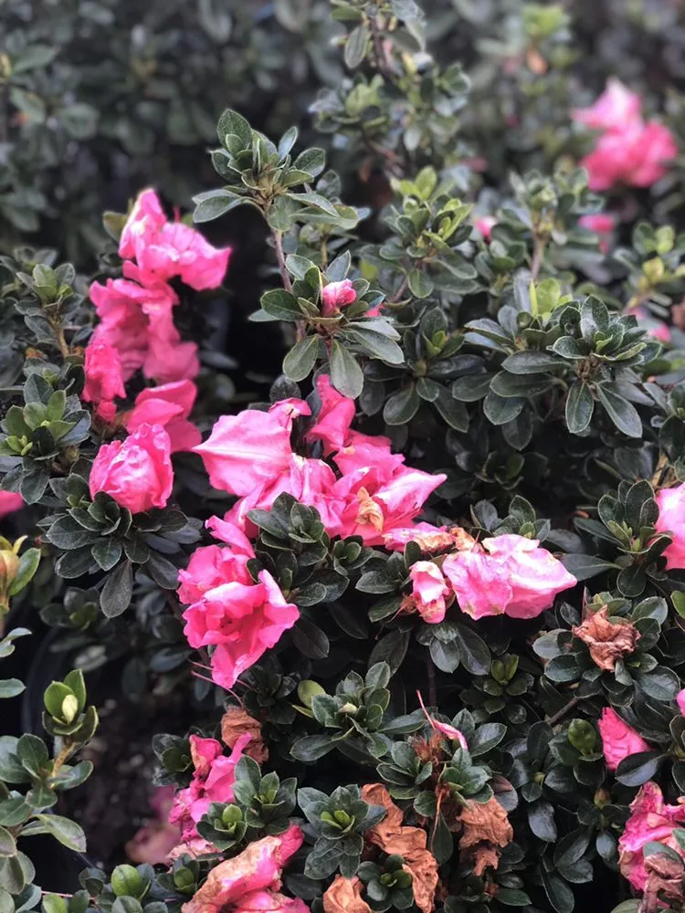 Top-rated landscaping services in Haines City, FL - Polk Lawn