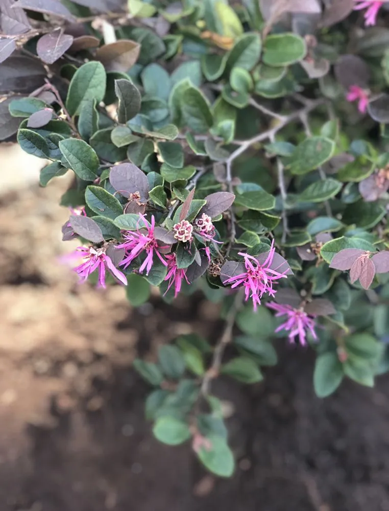 Custom residential landscaping for homes across Haines City, FL - Polk Lawn