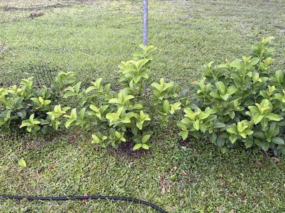 Affordable lawn care service in Lakeland, FL by Polk Services