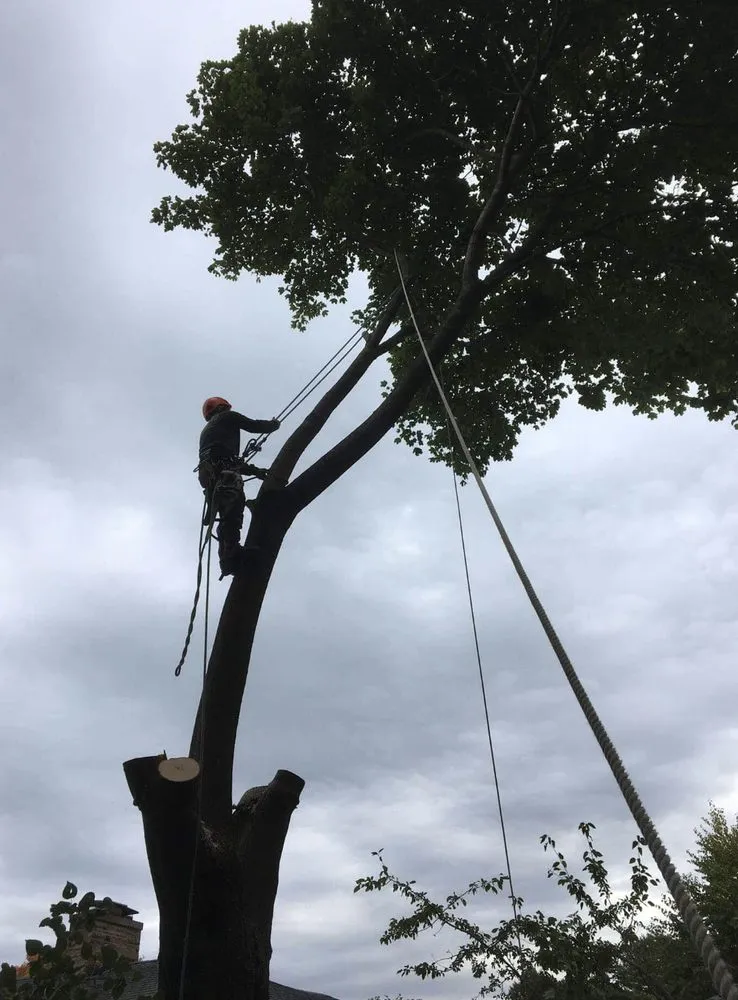 Local landscaping services near you in Kenosha, WI by Pollard Tree Industries