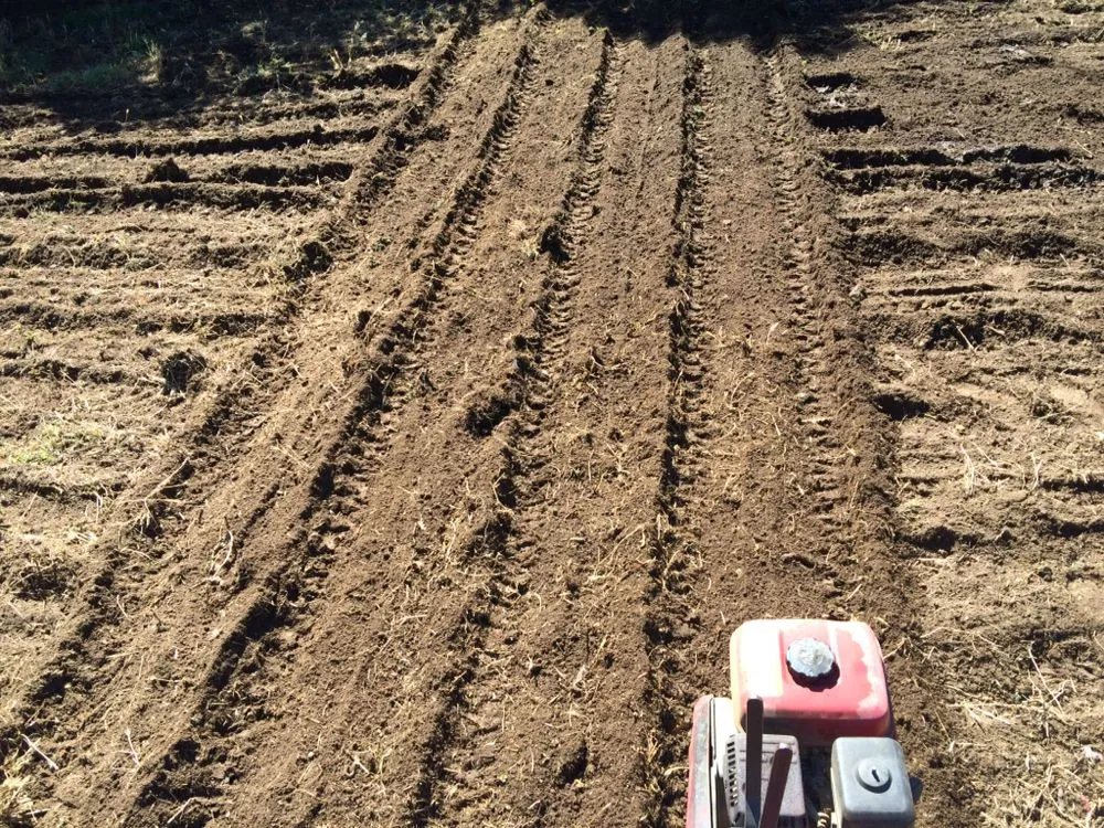 Trusted yard cleanup service in Stockton, CA by Pollard's Yard & Garden Services