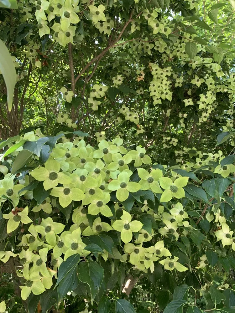 Professional garden landscaping near you across Portland, ME - Pollen