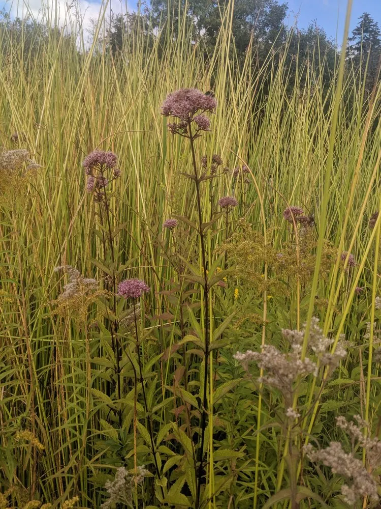 Reliable residential landscaping in Portland, ME by Pollen