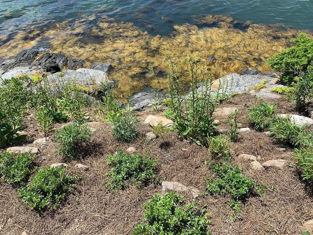 Affordable landscape design in Portland, ME - Pollen