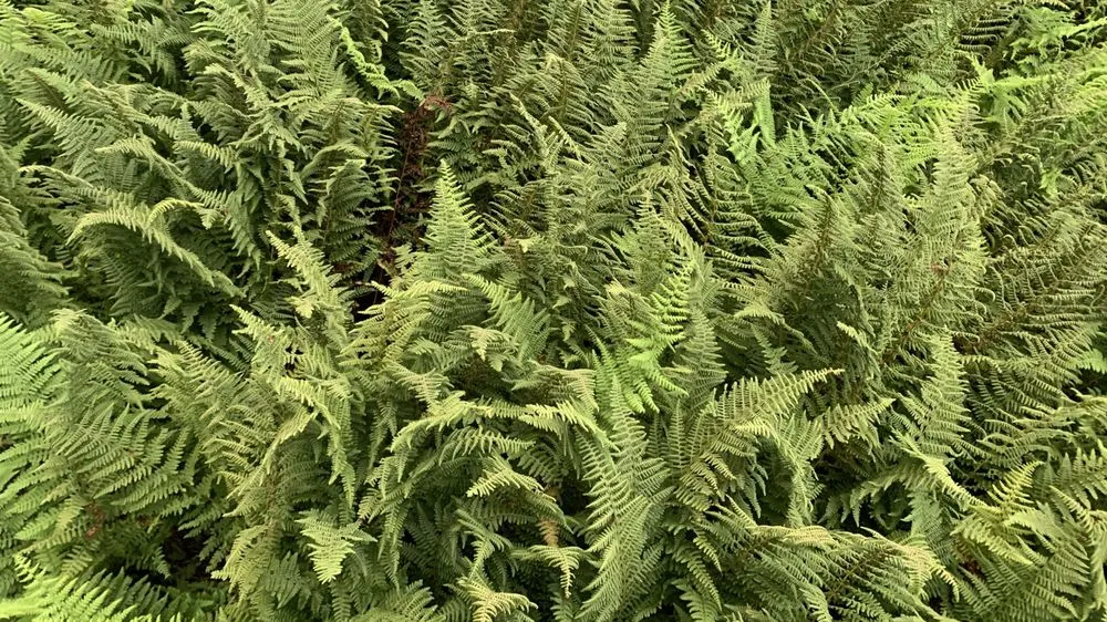 Expert landscape installation in Portland, ME by Pollen