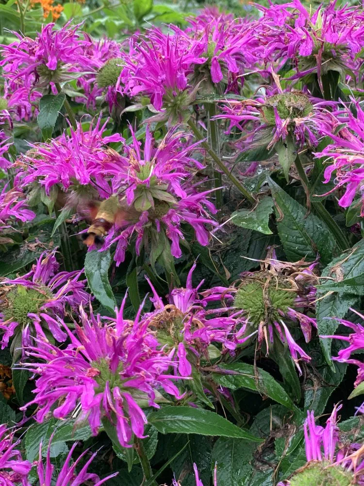 Professional yard maintenance in Portland, ME - Pollen