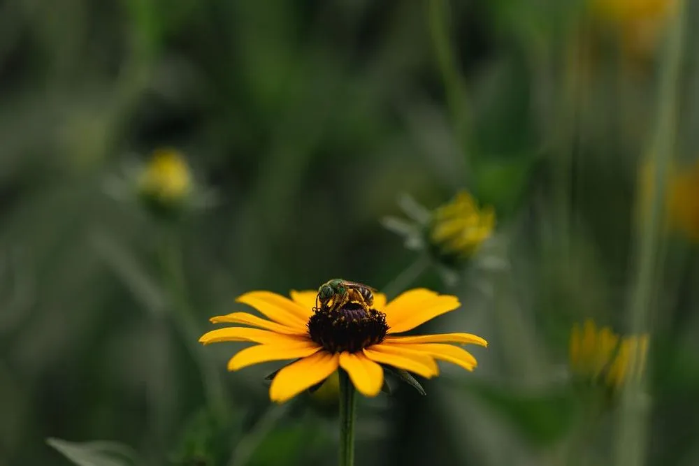 Reliable lawn care service for residential properties across North Springfield, VA - Pollinative