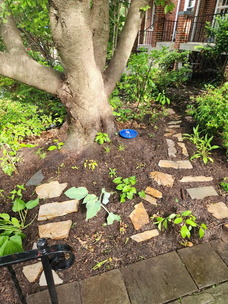 Trusted lawn care service for year-round maintenance across North Springfield, VA - Pollinative