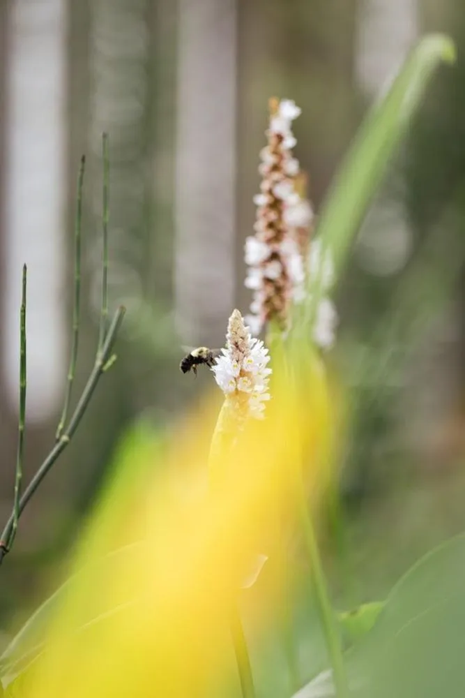 Custom landscaping services experts serving North Springfield, VA - Pollinative