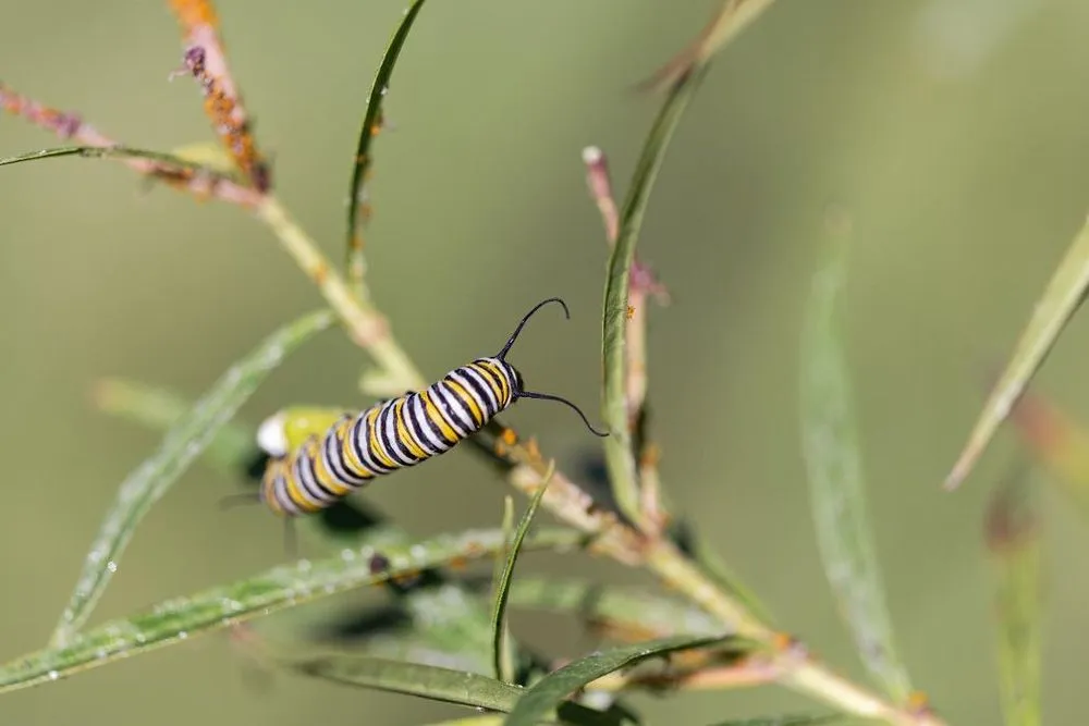 Professional garden landscaping with custom design across North Springfield, VA - Pollinative