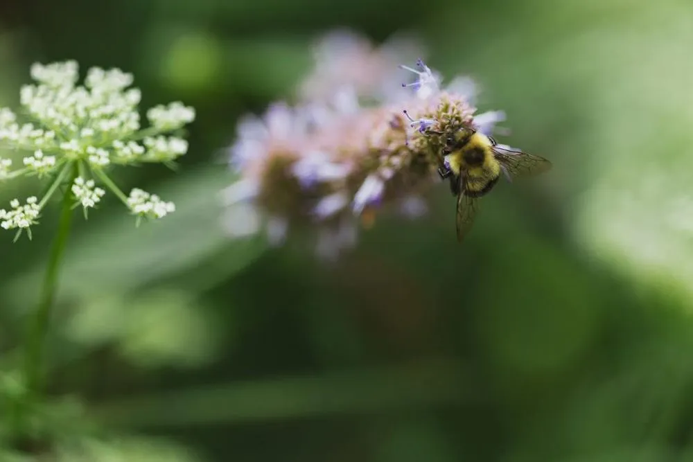 Custom residential landscaping near you across North Springfield, VA - Pollinative