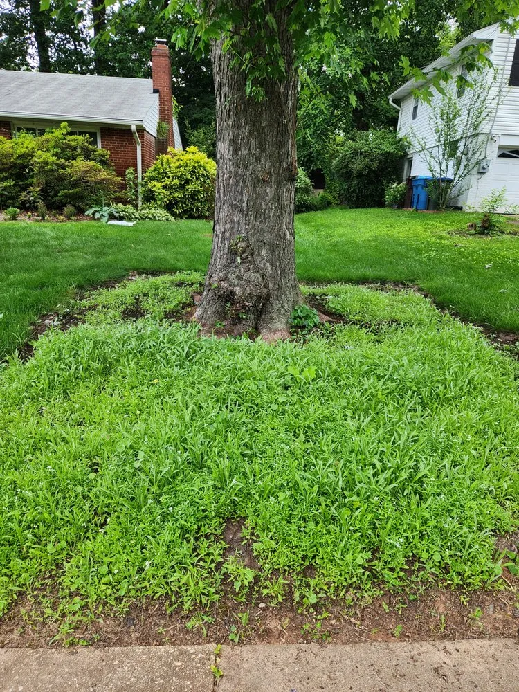 Professional lawn care service for residential properties across North Springfield, VA - Pollinative