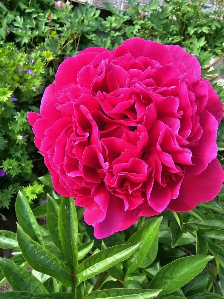 Trusted landscape design for residential properties across Salt Lake City, UT - Polo Three PG's Landscaping And More