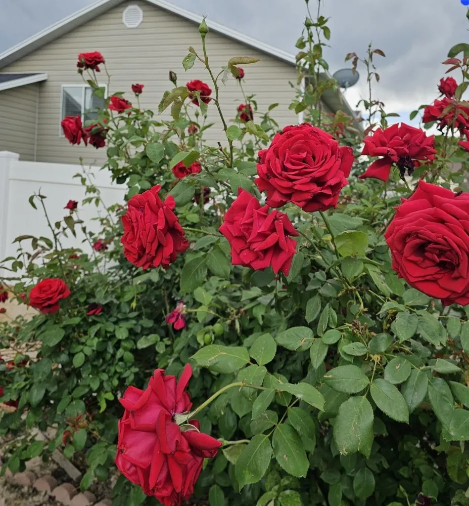 Reliable lawn care service in Salt Lake City, UT - Polo Three PG's Landscaping And More