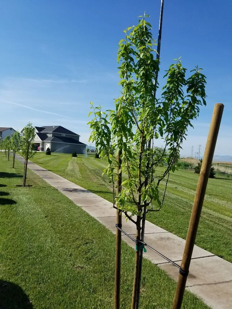 Custom yard maintenance in Salt Lake City, UT by Polo Three PG's Landscaping And More