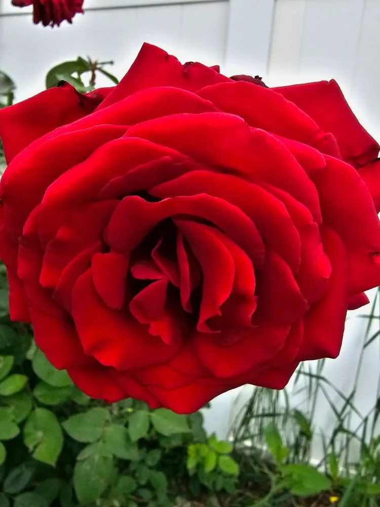 Professional lawn care service for homes across Salt Lake City, UT - Polo Three PG's Landscaping And More