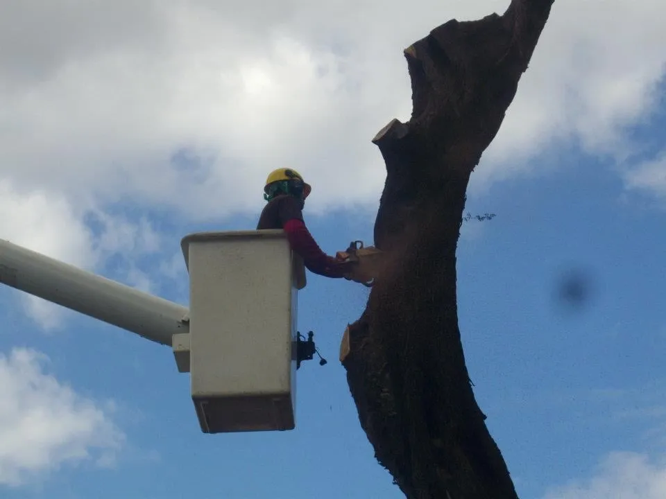 Local yard maintenance in Honolulu, HI by Polyscapes