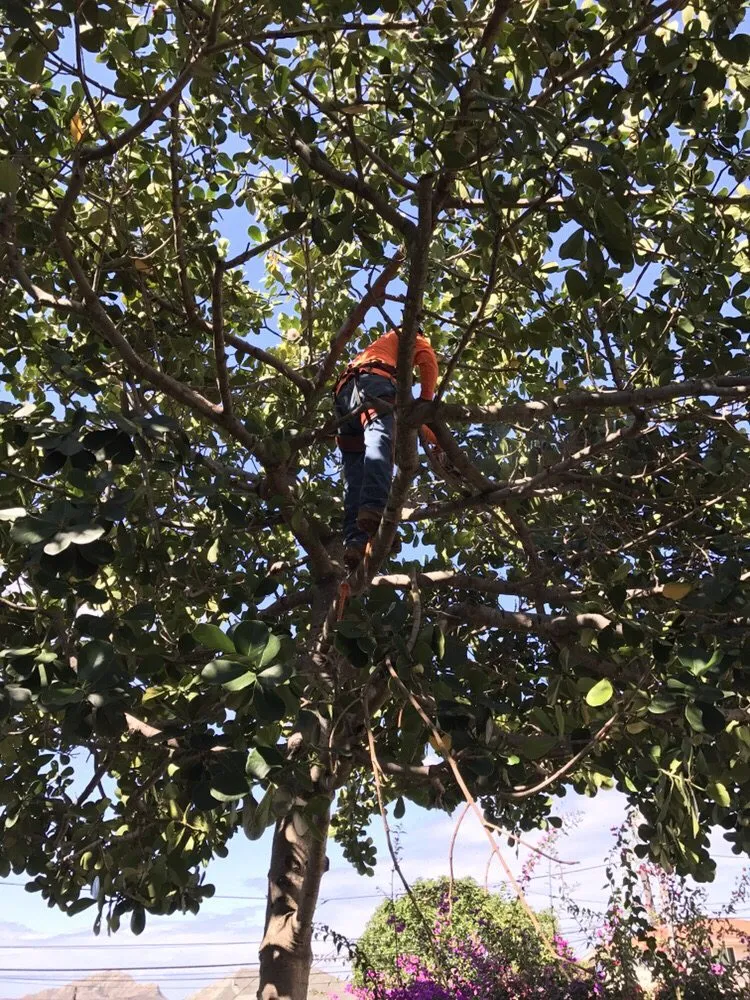 Local yard maintenance in Honolulu, HI - Polyscapes