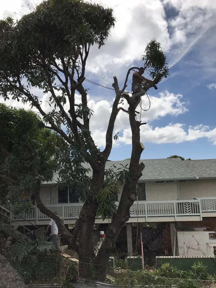 Local outdoor landscaping for homes in Honolulu, HI by Polyscapes