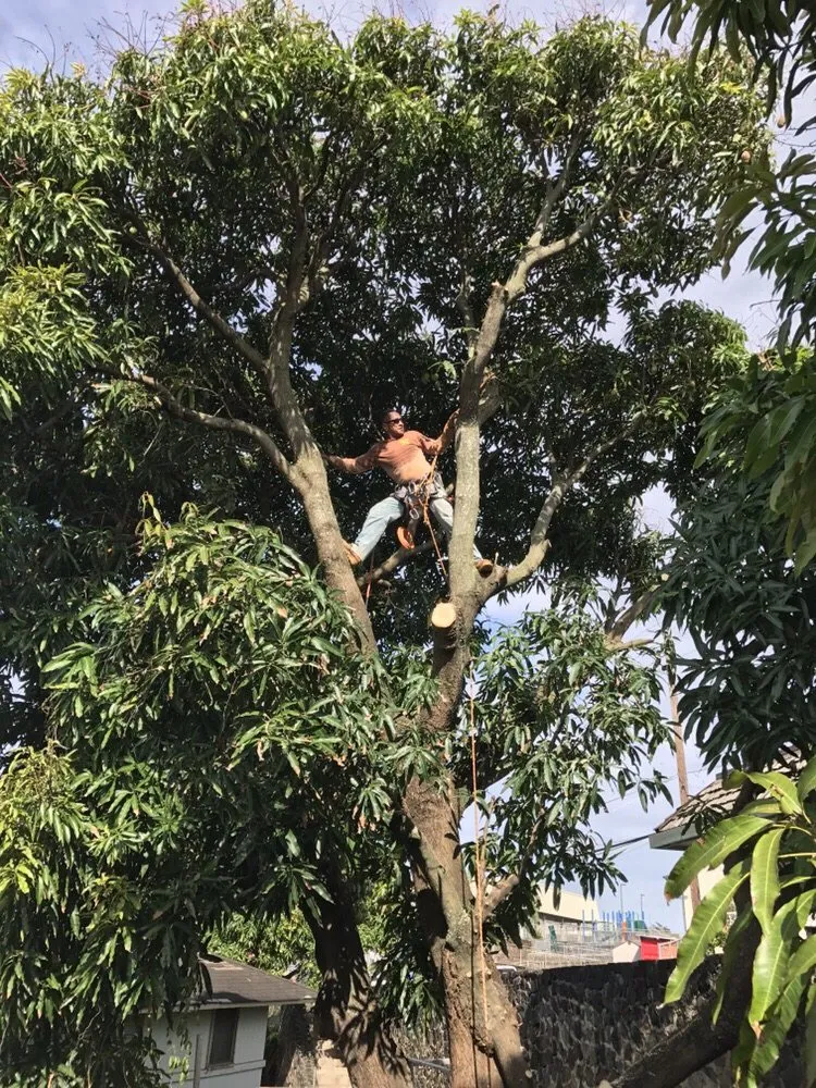 Reliable yard cleanup service in Honolulu, HI - Polyscapes