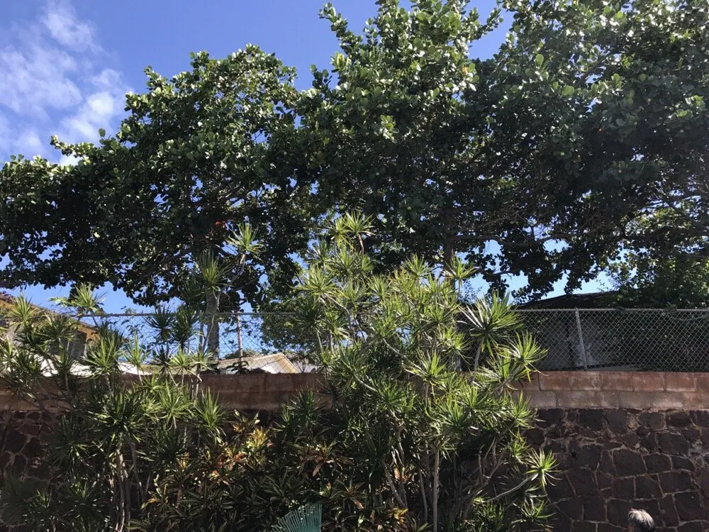 Local landscaping services for year-round maintenance across Honolulu, HI - Polyscapes