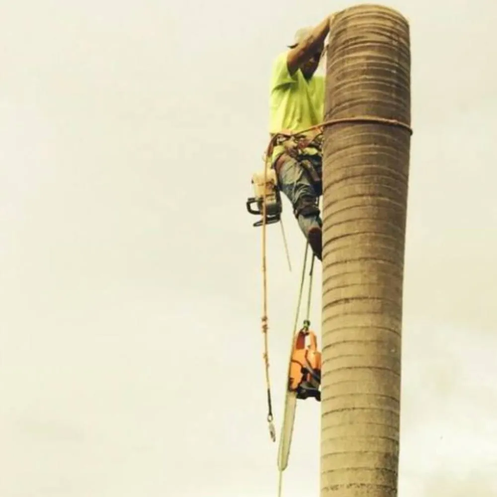 Expert yard maintenance in Honolulu, HI by Polyscapes