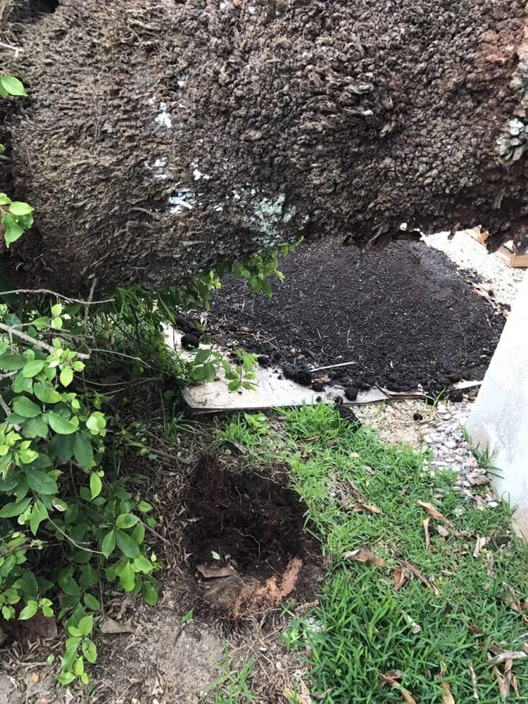 Local landscaping services in Honolulu, HI by Polyscapes