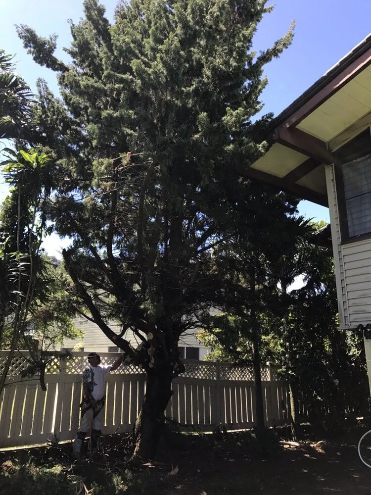 Top-rated yard cleanup service for homes in Honolulu, HI by Polyscapes