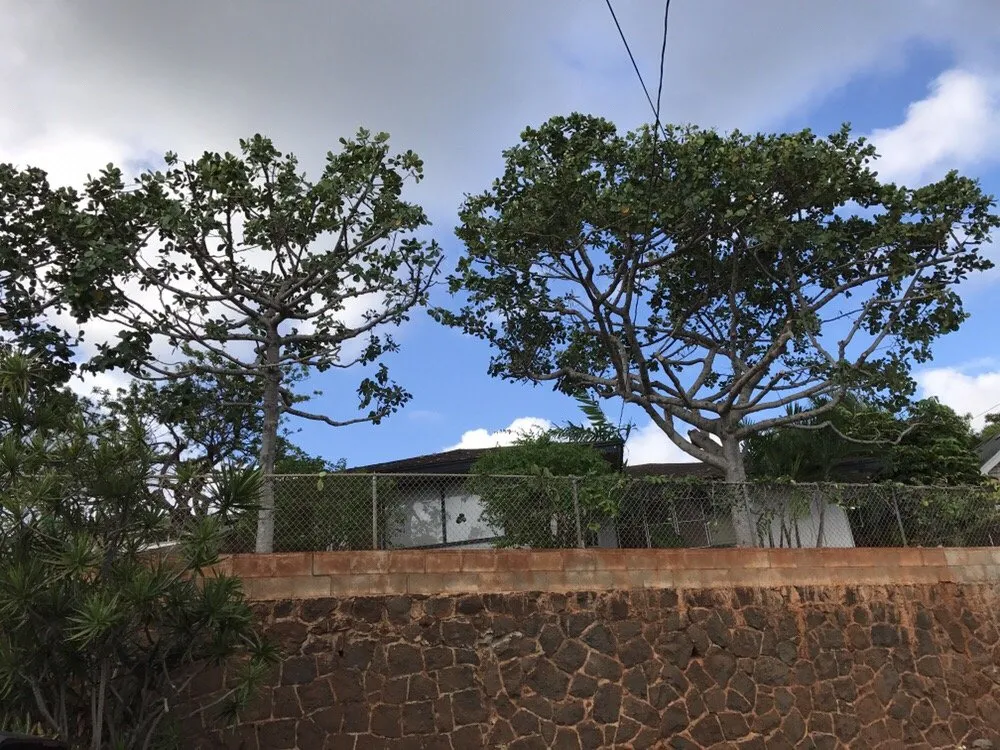 Custom lawn care service for homes across Honolulu, HI - Polyscapes